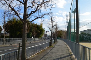 グラウンド横の歩道は並木道になっています！