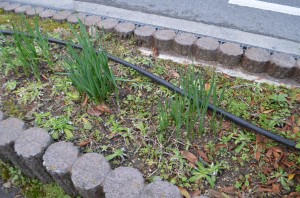 この時期だと水仙でしょうか？ 花が咲くのが楽しみです