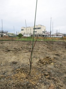 最後は支柱に芽のない下のあたりを優しく括り付けます。