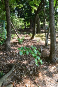 木々の木漏れ日がすごくキレイで、間を縫うようにあちらこちらに紫陽花が植えられています。