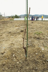 植樹式の際の苗はこんな感じでした…。