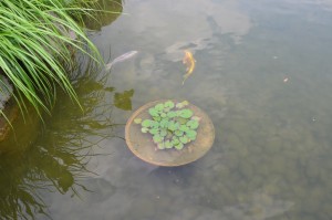 花が咲いたらキレイでしょうね