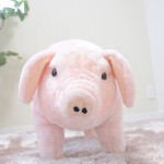 この部屋の主！？ 実はこのぶたちゃん意外と重たい…。