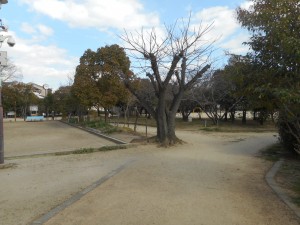 公園の風景です