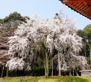 春はなんといっても桜！素晴らしいです！