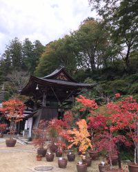 七番：岡寺