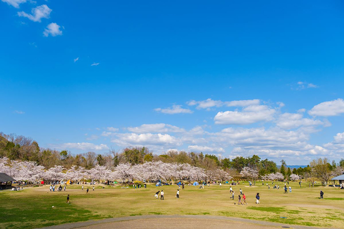 けいはんな記念公園桜